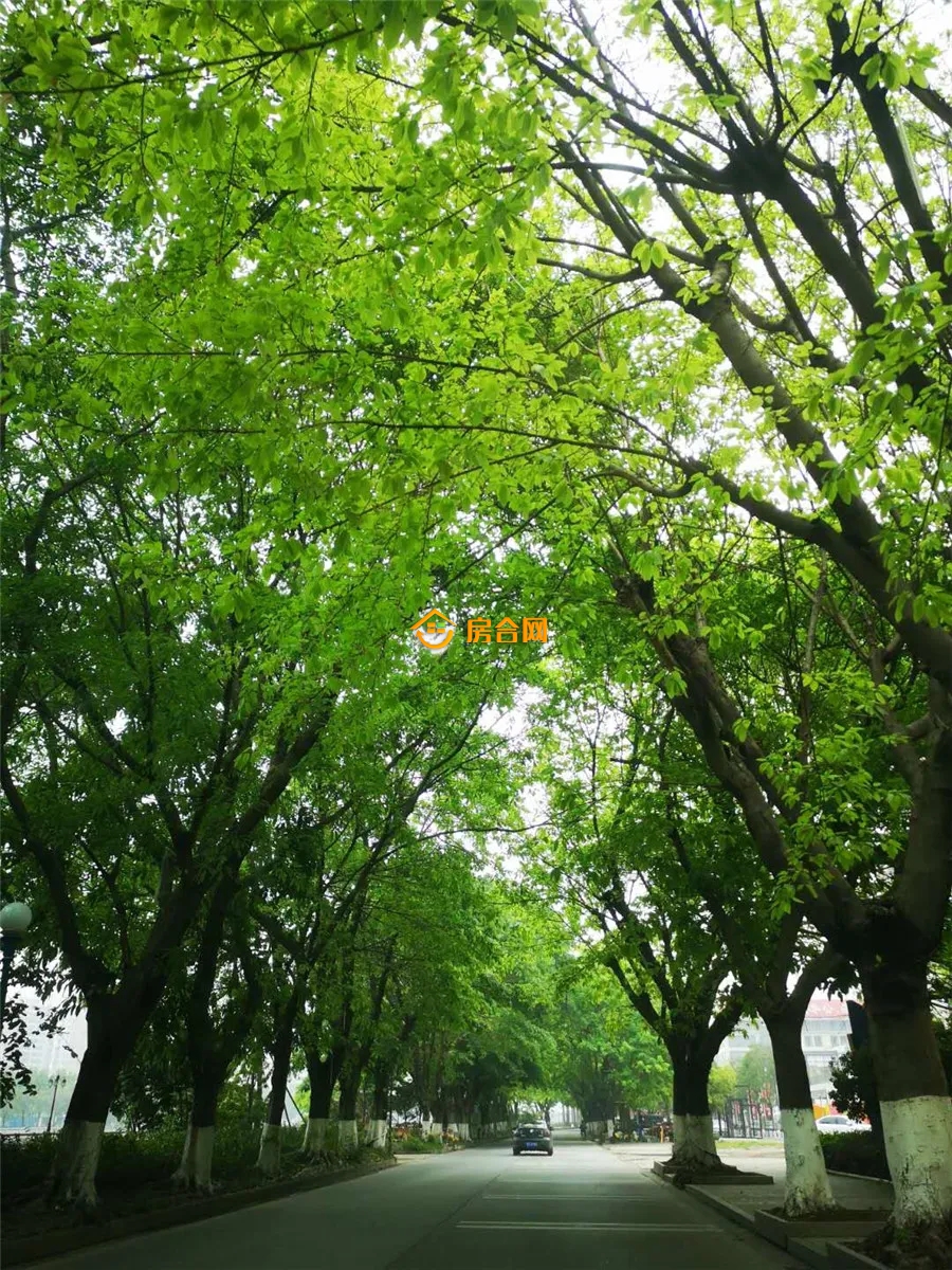 官宣！中山<font color=red>青溪路</font>改造工程获批！计划12月动工，总投资1.3亿